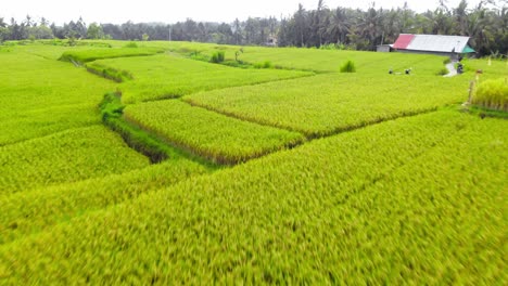 Low-altitude-flight-over-Scenic-Landscape-Of-Green-Rice-Fields-of-Ubud-village-in-Bali,-Indonesia---aerial-dolly-backwards-Shot