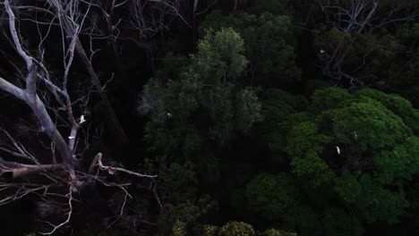 Escena-De-Vida-Silvestre-En-El-Bosque-Protegido-Del-Interior-De-Noosa,-Queensland,-Australia
