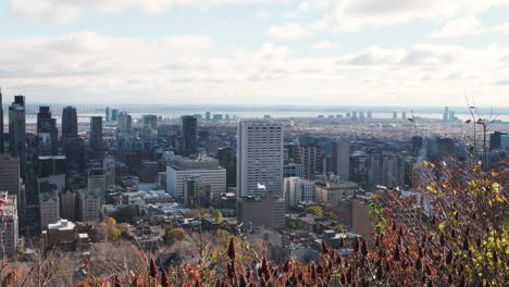 Autumn-foliage-frames-view-of-Montreal's-downtown-skyline,-from-Kondiaronk-Belvedere-lookout