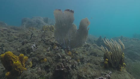 Abanico-De-Mar-Moviéndose-Con-La-Corriente-En-Un-Bonito-Arrecife-En-El-Caribe