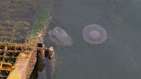 Medusas-Moviéndose-Lentamente-Sobre-La-Superficie-Del-Mar-Cerca-De-La-Costa-De-Dubai,-Emiratos-árabes-Unidos