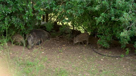 A-family-of-wild-boars-in-a-garden,-Haifa,-Israel