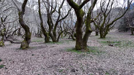 Tauche-Im-Winter-In-Einen-Gruseligen-Wald-Ein-|-4k