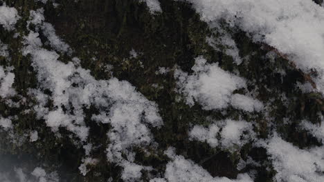 Closeup-tree-truck-with-snow-on-it-and-falling-around