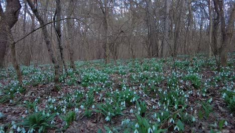 Campanillas-De-Invierno-Adornan-El-Suelo-Del-Bosque,-Creando-Un-Espectáculo-Cautivador-De-Belleza-Natural