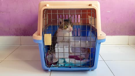 Adorable-cute-tabby-cat-resting-and-relaxing-on-comfortable-towels-inside-pet-carrier-box-at-vets-clinic-for-animal-health-check-up-in-readiness-for-airplane-travel-journey-to-overseas-destination