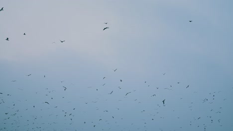 Migratory-birds-during-a-misty-morning-flying-over-the-coast-in-the-United-Arab-Emirates