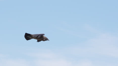 Close-up-view-of-an-andean-condor-in-flight