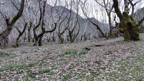 Bosque-De-Invierno-En-El-Sur-De-Grecia-|-4k-60fps