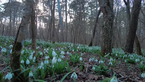 Observe-Las-Hermosas-Campanillas-De-Invierno-En-El-Claro-Del-Bosque:-Una-Vista-Mágica-De-La-Naturaleza-Y-El-Despertar-De-La-Primavera