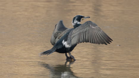 Kormoran-Trocknet-Seine-Flügel-Auf-Einem-Pfosten-über-Dem-Wasser,-Hessen,-Deutschland