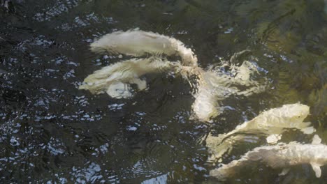Weiße-Koi-Fische-Schwimmen-Im-Teich