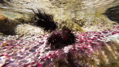 Hedgehog-sea-flies-test-for-fly-fishing-parrotfish,-underwater-caribbean-sea,-close-up