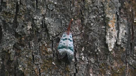 Ruht-Auf-Der-Rinde-Und-Bewegt-Sich-Ein-Wenig,-Während-Sich-Rechts-Davon-Ein-Insekt-Bewegt,-Laternenwanze-Pyrops-Ducalis,-Thailand