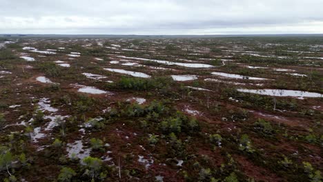 Luftaufnahme-Eines-Sumpfes-Mit-Dunklem,-Fast-Schwarzem-Wasser,-üppiger-Grüner-Vegetation,-Die-Durch-Die-Oberfläche-Ragt,-Und-Sumpfzypressen-Oder-ähnlichen-Bäumen-Mit-Knotigen-Knien,-Die-Aus-Dem-Wasser-Ragen.-Der-Himmel-Ist-Dunstig