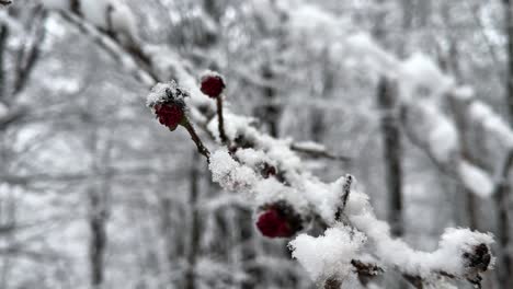 Winter-snow-covers-the-red-blossom-of-parrotia-persica-tree-in-spring-season-grow-heavy-snow-in-late-winter-nature-Hyrcanian-forest-in-mountain-highlands-beautiful-white-snow-shower-in-forest