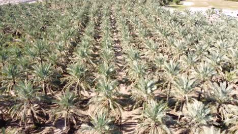 Date-Palm-tree-garden-grooves-in-dry-climate-tropical-region-in-middle-east-aerial-drone-shot-palm-agriculture-landscape-wide-symmetric-shot-from-panoramic-date-palm-fruit-orchard-in-arabian-culture