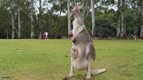 Rotes-Riesenkänguru-Im-Schutzgebiet-In-Brisbane-Schmiegt-Sich-An-Joey-Zurück-In-Den-Beutel,-Menschen-Im-Hintergrund