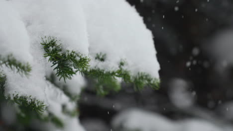 Hinterland-Des-Berthoud-Passes-In-Colorado,-Es-Schneit,-Verschneiter-Frühling,-Winterwunderland,-Schneesturm,-Weiß-Draußen,-Tiefer-Schnee,-Pulverschnee-Auf-Einem-Kiefernbaum,-Nationalwald,-Rocky-Mountains,-Filmische-Superzeitlupe,-Nach-Links-Schieben