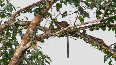 Seen-eating-behind-branches-while-its-tail-is-dangling-down,-Three-striped-Palm-Civet-Arctogalidia-trivirgata,-Thailand