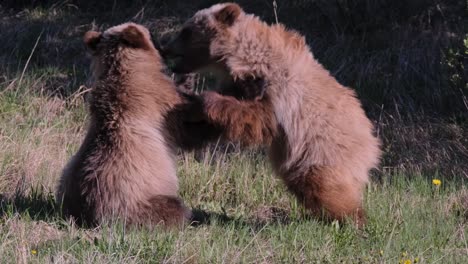 Se-Puede-Ver-A-Dos-Cachorros-De-Oso-Grizzly-Interactuando-Juguetonamente-Entre-Sí-En-Un-Campo-De-Hierba