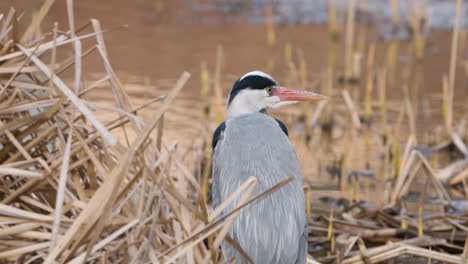 Gray-heron-in-the-pond