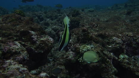 Closeup-of-moorish-idol-swimming-past-yellow-tang-fish-in-cracks-of-reef