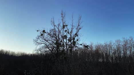 Mistletoe-on-Trees-silhouette,-Mosonmagyarovar,-Hungary