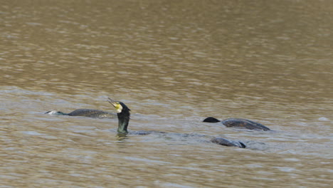 Schwarm-Kormorane-Vögel-Füttern-Und-Fangen-Fische-In-Einem-See