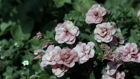 Close-up-handheld-shot-of-Variegated-pink-petunias-flourish-in-lush-greenery