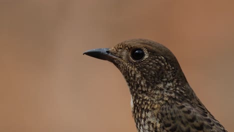 Facing-to-the-left-as-the-camera-zooms-out-and-slides-to-the-right-as-the-reflection-of-the-forest-is-seen-in-its-eye,-White-throated-Rock-Thrush-Monticola-gularis-Female,-Thailand