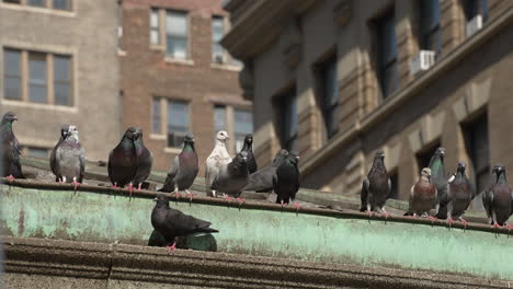 Bandada-De-Palomas-En-La-Cornisa-Del-Techo-Sucio-En-La-Ciudad-De-Nueva-York