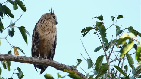 Blick-Nach-Rechts,-Während-Die-Kamera-Herauszoomt-Und-Nach-Links-Gleitet,-Buffy-Fischuhu-Ketupa-Ketupu,-Thailand