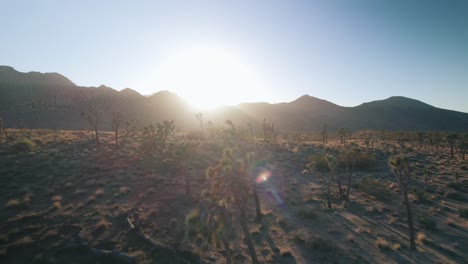 Un-Dron-Volando-Hacia-El-Sol-En-El-Parque-Nacional-Joshua-Tree-Entre-árboles-De-Joshua-Y-Formaciones-Rocosas-Escarpadas