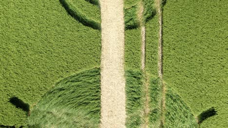 Looking-down-at-Winterbourne-Bassett-barley-field-crop-circle-rising-aerial-view-destroyed-by-Wilshire-farmer