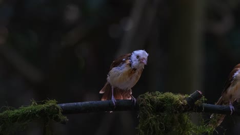 Seen-scratching-its-head-and-shaking-its-feathers-as-one-flies-away,-Collared-Babbler-Gampsorhynchus-torquatus,-Thailand