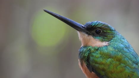 Extreme-Close-Up-of-Jacamar's-Face-in-South-American-Rainforest