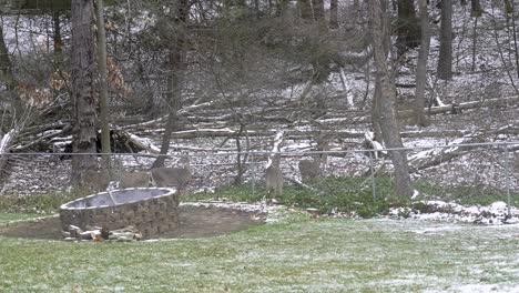 Deer-sitting-at-a-yard-fence-line