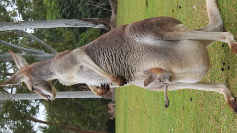 Video-Vertical-De-Canguro-Rojo-Con-Joey-En-Bolsa-De-Pie,-Granja-De-Australia