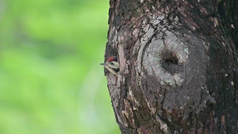 Looking-around-of-its-burrow-during-a-lovely-day,-Speckle-breasted-Woodpecker-Dendropicos-poecilolaemus,-Thailand
