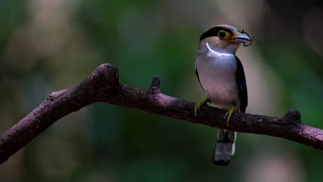 Facing-to-the-right-with-a-spider-in-its-mouth-as-the-camera-zooms-out-sliding-to-the-right,-Silver-breasted-Broadbill-Serilophus-lunatus,-Thailand