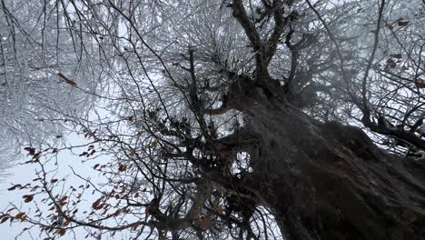 Blick-Auf-Den-Himmel-Im-Wald-In-Der-Wintersaison,-Schwere-Schneelandschaft,-Parrotia-Persiaca-Baum-Bei-Schneefall-An-Kalten-Tagen-In-Der-Bergpanoramalandschaft-Der-Natur,-Reisen-Im-Iranischen-Und-Aserbaidschanischen-Grenzwald