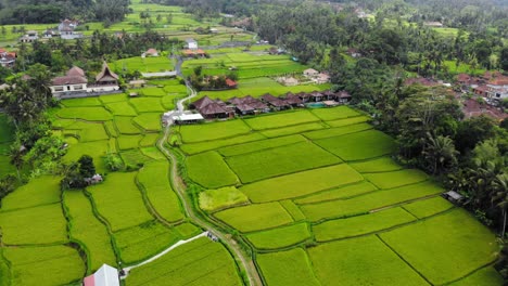 Lush-green-Indonesian-rice-terraces-with-traditional-Balinese-huts
