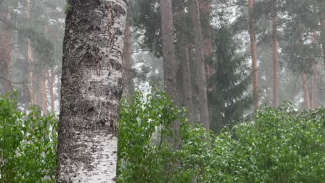 Torrential-rain-in-the-forested-garden,-birch-foreground