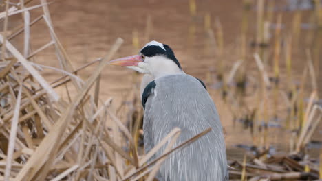 Grey-Heron-hunting-on-rushy-pond---close-up-slow-motion