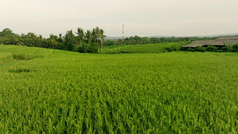 Fliegen-Sie-über-Die-Grünen,-Lebendigen-Reisfelder-Auf-Den-Reisterrassen-Von-Bali,-Indonesien