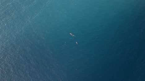 Dolphins-from-drone-perspective-in-San-Blas-Islands-in-Panama