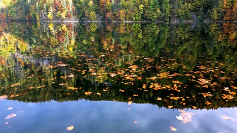 Lago-Tranquilo-En-Un-Día-De-Otoño,-Con-Hojas-Coloridas-Esparcidas-En-La-Superficie-Del-Agua-Que-Reflejan-Los-Tonos-Vibrantes-De-Los-árboles-Circundantes,-Capturado-Desde-Una-Perspectiva-De-Media-Distancia