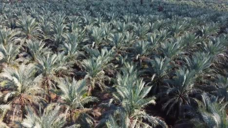 Fliegen-über-Palmengarten-Rillen-In-Der-Sommersaison-Trockenes-Klima-Ländliches-Dorf-Landschaft-Im-Iran-Naturlandschaft-Wüstenklima-Wüstenstadt-Verlassen-Aber-Dattelpalme-Landwirtschaft-Erntesaison-Sommer