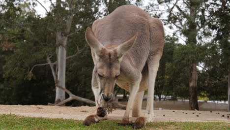 Large-Red-Kangaroo-eating-leaf-off-ground,-stares-directly-at-camera,-low-angle